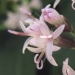 Asteraceae > Adenostyles alliariae - Adenostyles à feuilles d'alliaire