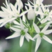 Amaryllidaceae > Allium ursinum - Ail des ours