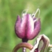 Amaryllidaceae > Allium scorodoprasum - Ail rocambole