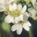 Brassicaceae > Berteroa incana - Alysson blanc