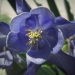 Ranunculaceae > Aquilegia alpina - Ancolie des alpes