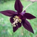 Ranunculaceae > Aquilegia atrata - Ancolie noirâtre