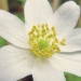 Ranunculaceae > Anemone nemorosa - Anémone des bois
