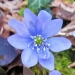 Ranunculaceae > Hepatica nobilis - Anémone hépatique