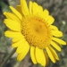 Asteraceae > Anthemis tinctoria - Anthemis des teinturiers