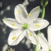 Asparagaceae > Anthericum ramosum - Anthéricum ramifié