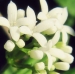 Rubiaceae > Galium odoratum - Aspérule odorante