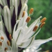 Asphodelaceae > Asphodelus albus - Asphodèle blanc