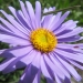 Asteraceae > Aster alpinus - Aster des Alpes