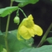 Balsaminaceae > Impatiens noli tangere - Balsamine des bois