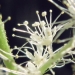Rosaceae > Aruncus dioicus - Barbe de Bouc