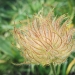 Rosaceae > Geum montanum - Benoite des montagnes