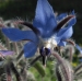 Boraginaceae > Borago officinalis - Bourrache