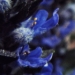Lamiaceae > Ajuga reptans - Bugle rampante