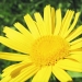 Asteraceae > Buphthalmum salicifolium - Buphtalme à feuilles de saule