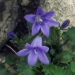 Campanulaceae > Campanula portenschlagiana - Campanule des murailles