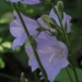 Campanulaceae > Campanula persicifolia - Campanules à feuilles de pêcher