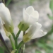 Brassicaceae > Cardamine resedifolia - Cardamine à feuilles de réséda