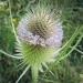 Caprifoliaceae > Dipsacus fullonum - Cardère sauvage