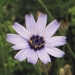 Asteraceae > Catananche caerulea - Catananche