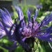 Asteraceae > Centaurea montana - Centaurée des montagnes