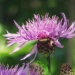 Asteraceae > Centaurea jacea - Centaurée jacée