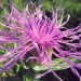 Asteraceae > Centaurea nervosa - Centaurée nervée