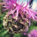 Asteraceae > Centaurea scabiosa - Centaurée scabieuse