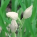 Orchidaceae > Cephalanthera damasonium - Céphalanthère de Damas
