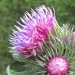 Asteraceae > Carduus personata - Chardon bardane