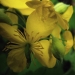 Papaveraceae > Chelidonium majus - Chélidoine