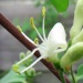 Caprifoliaceae > Lonicera xylosteum - Chèvrefeuille des haies