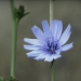 Asteraceae > Cichorium intybus - Chicorée