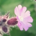 Caryophyllaceae > Silene dioica - Compagnons rouges
