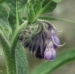 Boraginaceae > Symphytum officinale - Consoude officinale