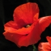 Papaveraceae > Papaver rhoeas - Coquelicot