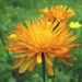 Asteraceae > Crepis aurea - Crépide orangée