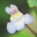 Plantaginaceae > Cymbalaria muralis - Cymbalaire des murs