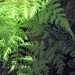 Dryopteridaceae > Cystopteris montana - Cystoptéris des montagnes