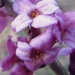 Thymelaeaceae > Daphne mezereum - Daphné bois-gentil