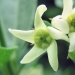Asclepiadaceae > Vincetoxicum hirundinaria - Dompte-venin officinal