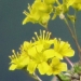 Brassicaceae > Draba aizoides - Drave faux aïzoon