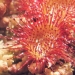 Droseraceae > Drosera rotundifolia - Droséra à feuilles rondes