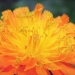 Asteraceae > Hieracium aurantiacum - Épervière orangée