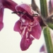 Lamiaceae > Stachys sylvatica - Épiaire des bois