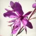 Onagraceae > Epilobium dodonaei - Épilobe à feuilles de romarin