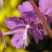 Onagraceae > Epilobium angustifolium - Épilobe en épi