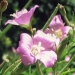 Onagraceae > Epilobium hirsutum - Épilobe hérissé