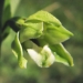 Orchidaceae > Epipactis muelleri - Épipactis de müller