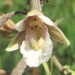 Orchidaceae > Epipactis palustris - Épipactis des marais